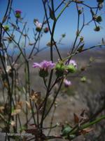 Moscharia pinnatifida [Imagen de galería: 29671]