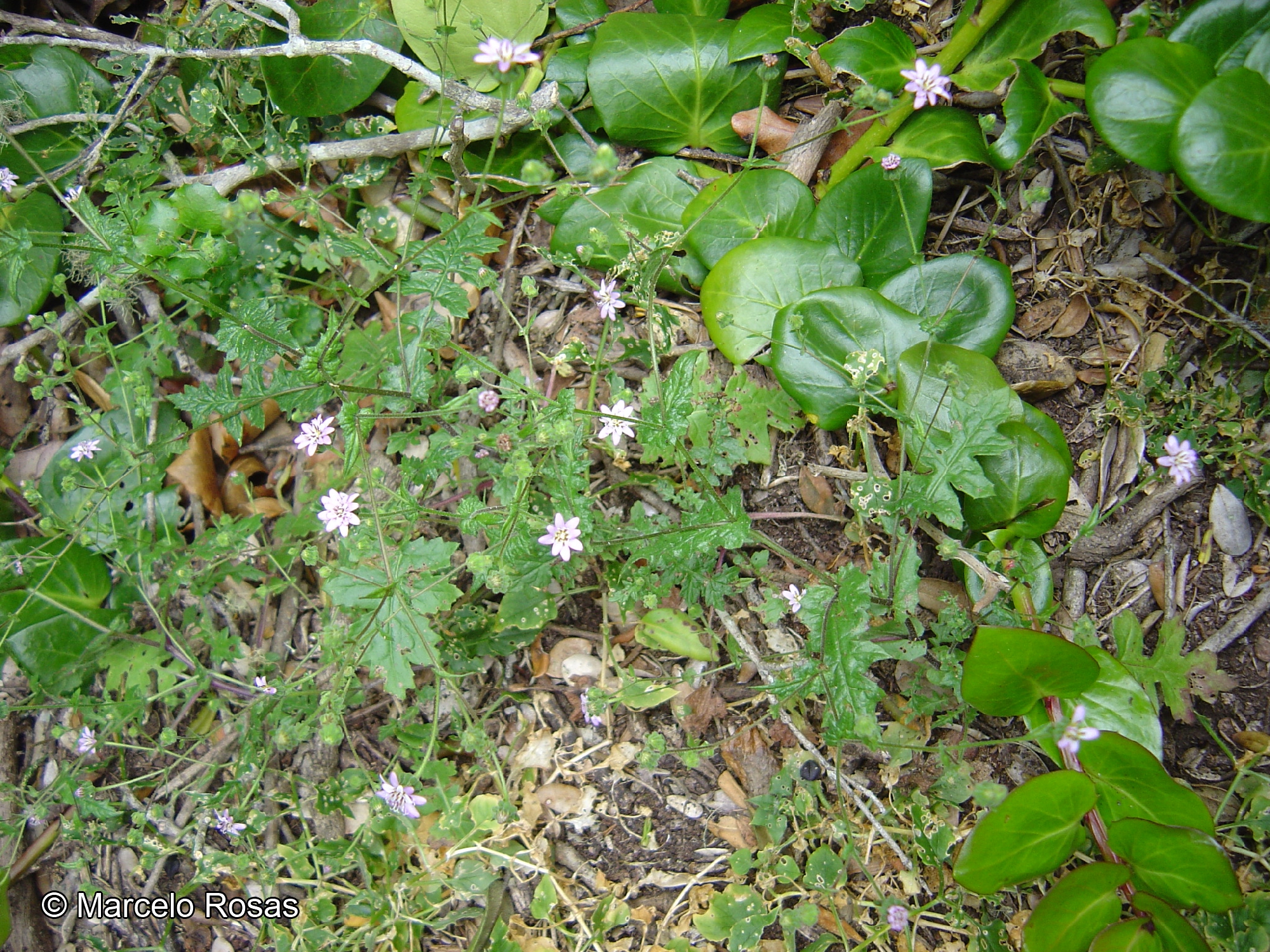 Moscharia solbrigii [Imagen de galería: 29672]