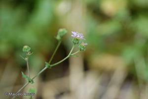 Moscharia solbrigii [Imagen de galería: 29673]