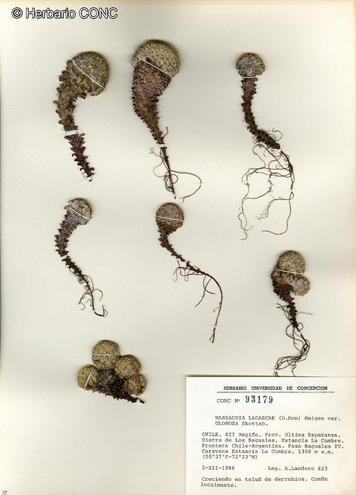 Nassauvia lagascae var. globosa [Imagen de galería: 29715]