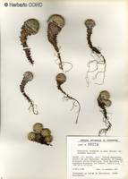 Nassauvia lagascae var. globosa [Imagen de galería: 29715]