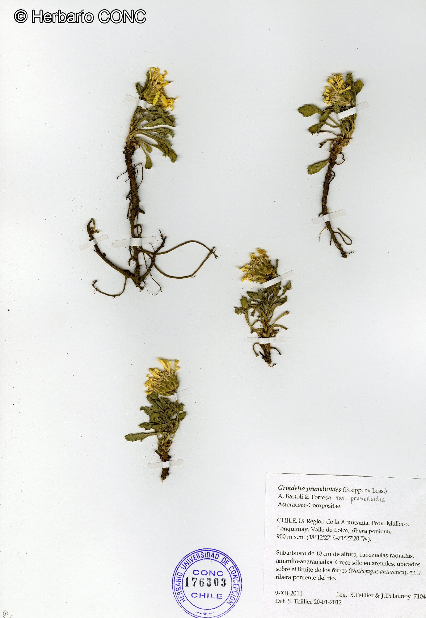 Notopappus prunelloides [Imagen de galería: 29727]