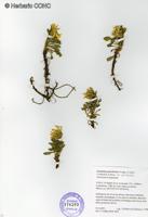 Notopappus prunelloides [Imagen de galería: 29727]