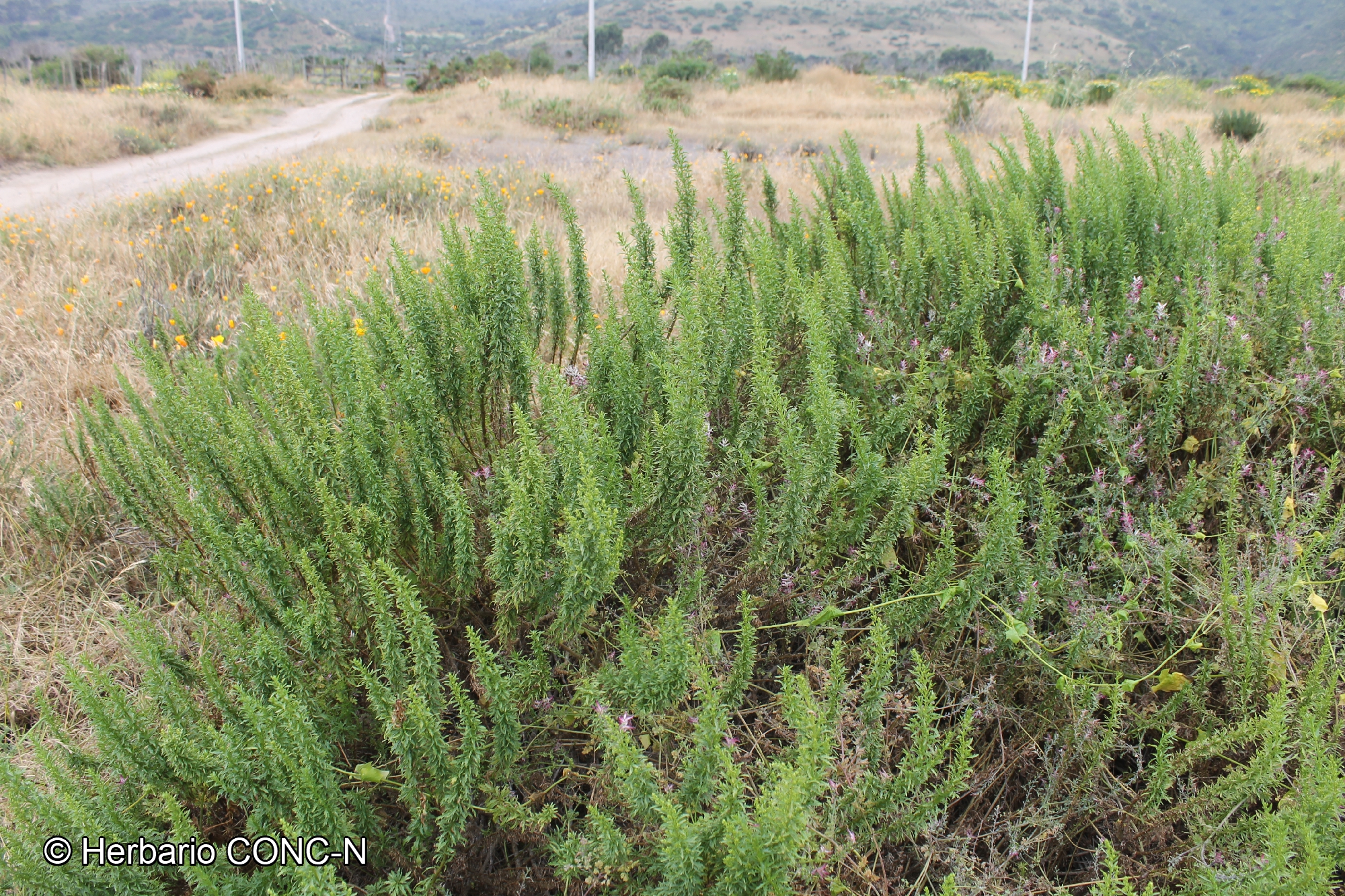 Ophryosporus paradoxus [Imagen de galería: 29731]