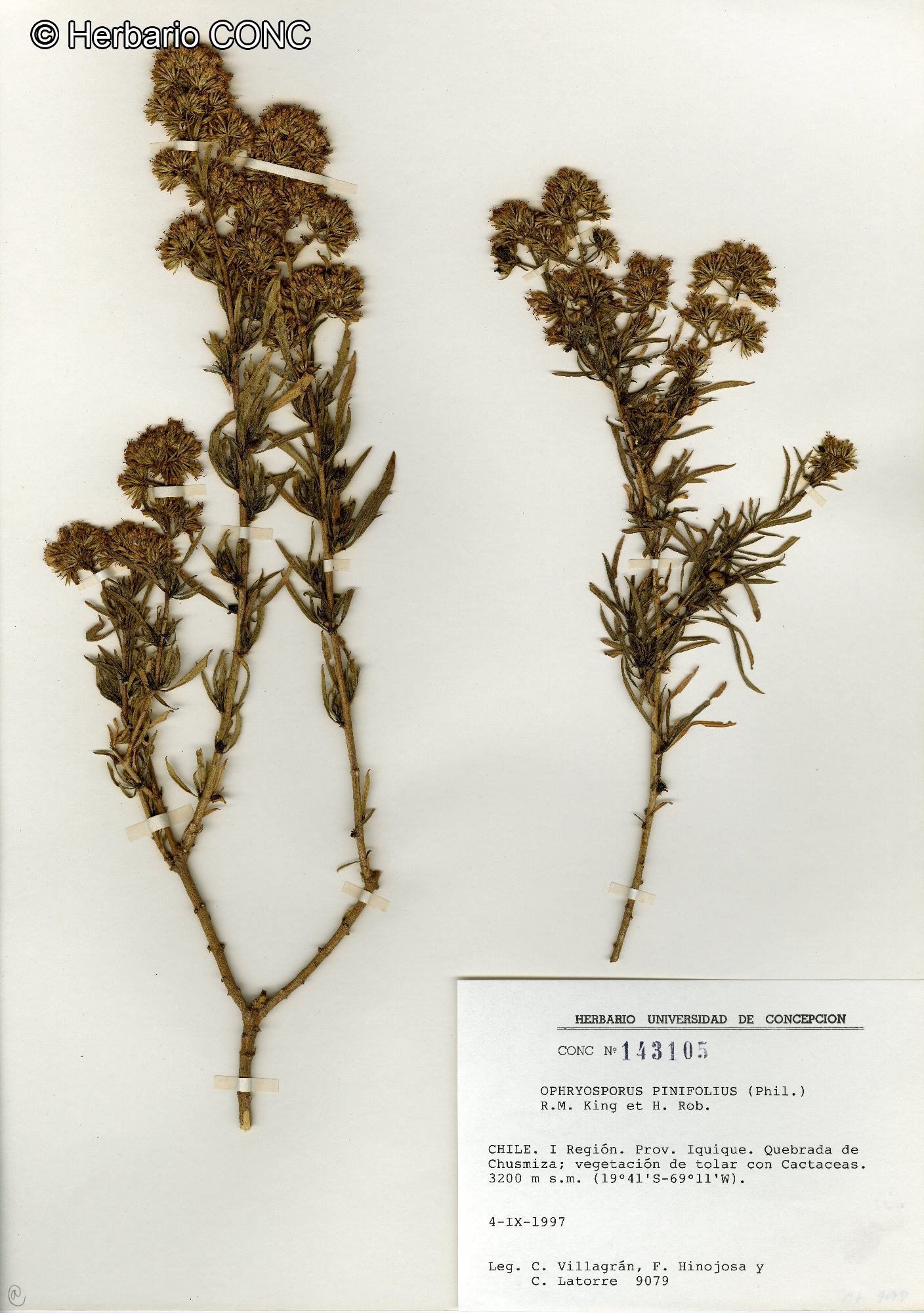 Ophryosporus pinifolius [Imagen de galería: 29732]
