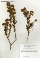 Ophryosporus pinifolius [Imagen de galería: 29732]