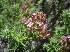 Oxyphyllum ulicinum [Imagen de galería: 29741]