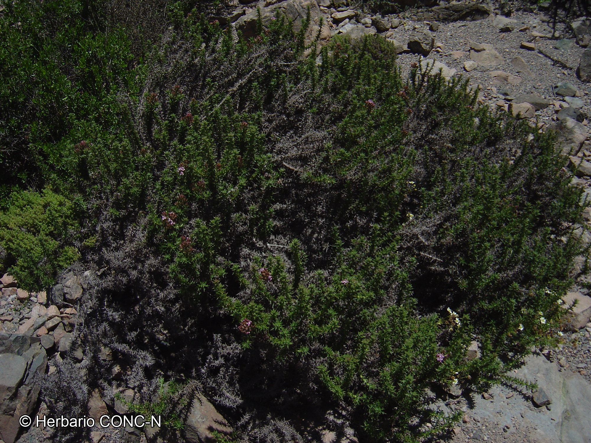 Oxyphyllum ulicinum [Imagen de galería: 29742]