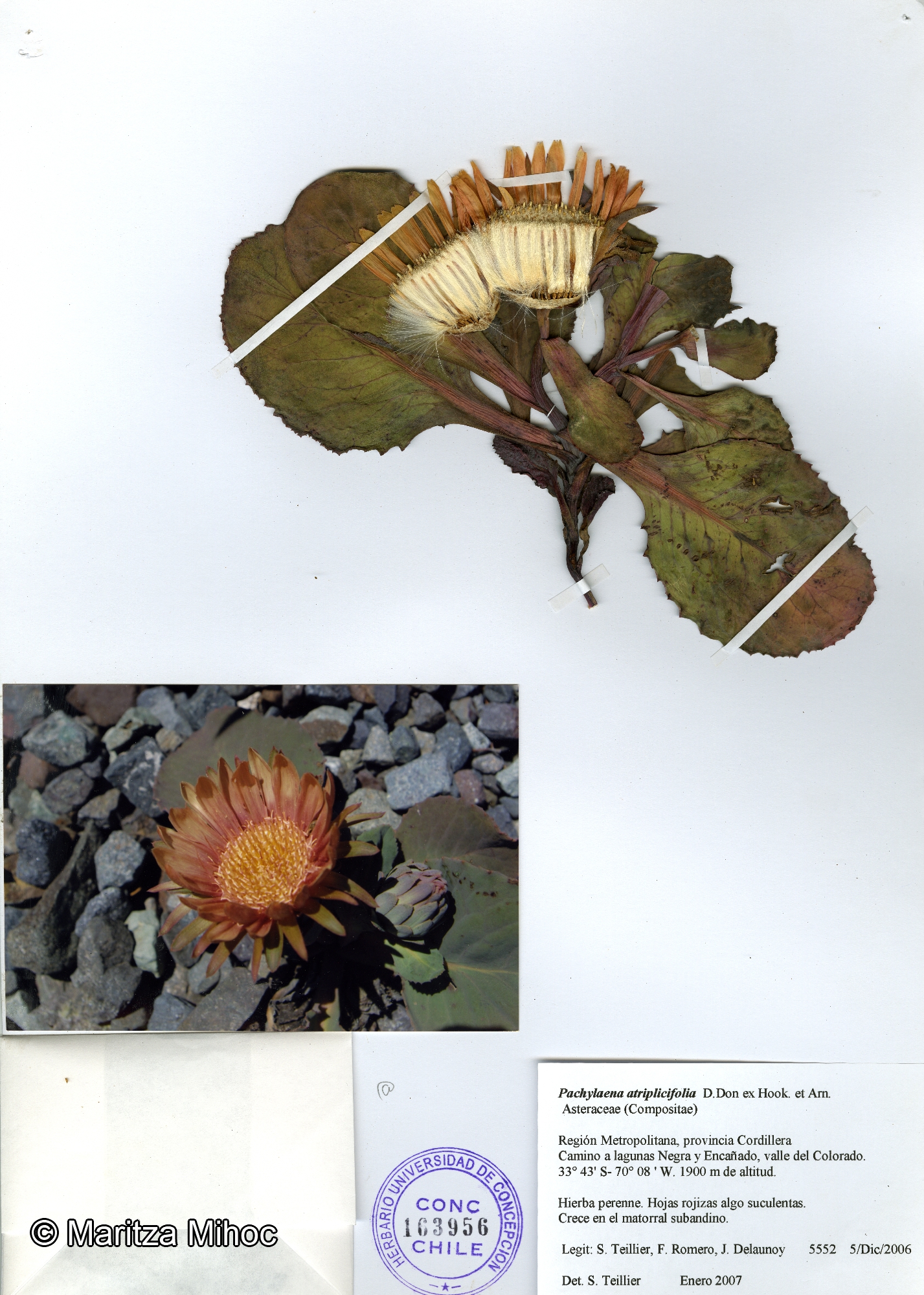 Pachylaena atriplicifolia [Imagen de galería: 29743]