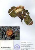 Pachylaena atriplicifolia [Imagen de galería: 29743]