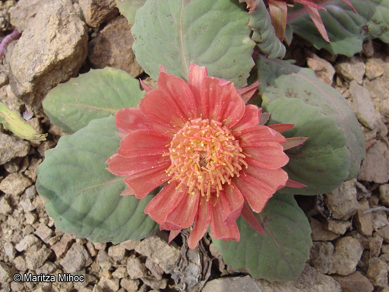 Pachylaena atriplicifolia [Imagen de galería: 29744]
