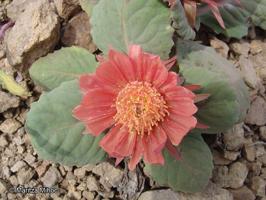 Pachylaena atriplicifolia [Imagen de galería: 29744]