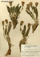 Perezia atacamensis [Imagen de galería: 29747]