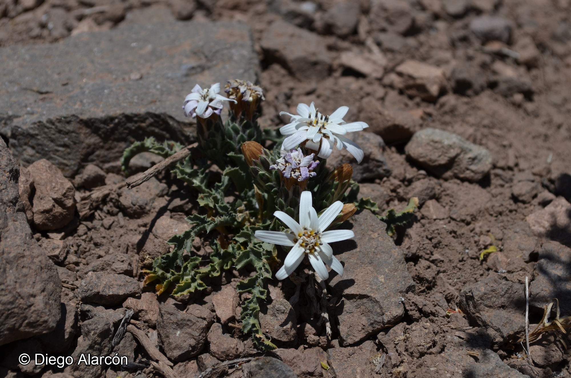 Perezia carthamoides [Imagen de galería: 29749]