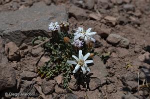 Perezia carthamoides [Imagen de galería: 29749]