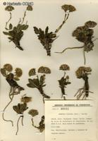 Perezia ciliosa [Imagen de galería: 29750]