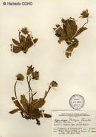 Perezia fonkii [Imagen de galería: 29751]