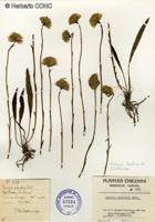 Perezia lactucoides [Imagen de galería: 29752]