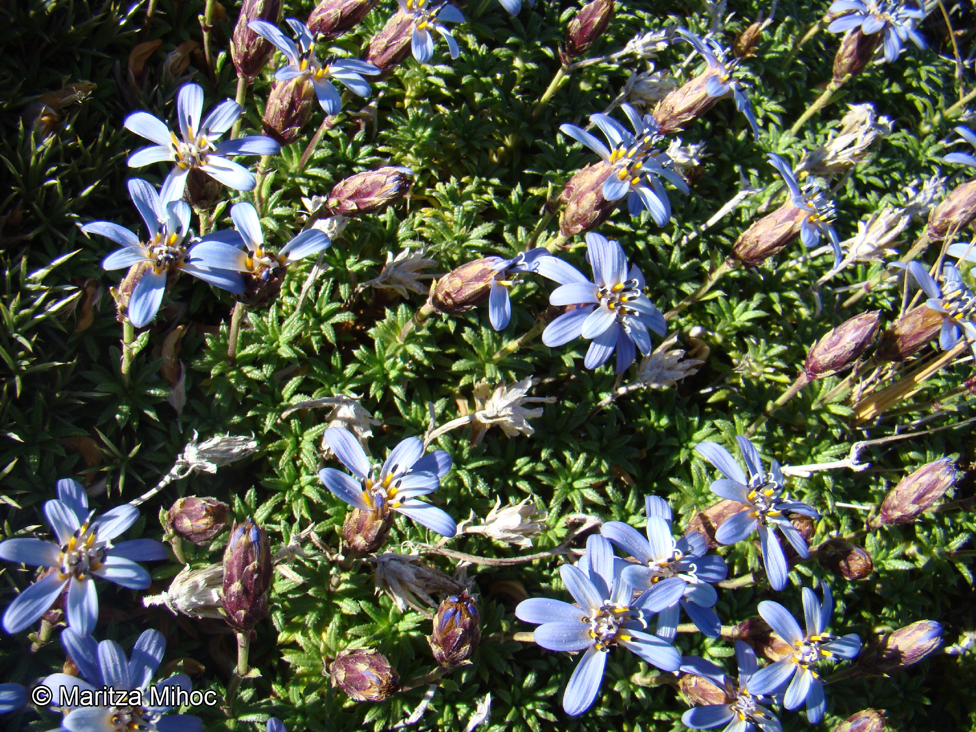 Perezia linearis [Imagen de galería: 29753]