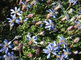 Perezia linearis [Imagen de galería: 29753]