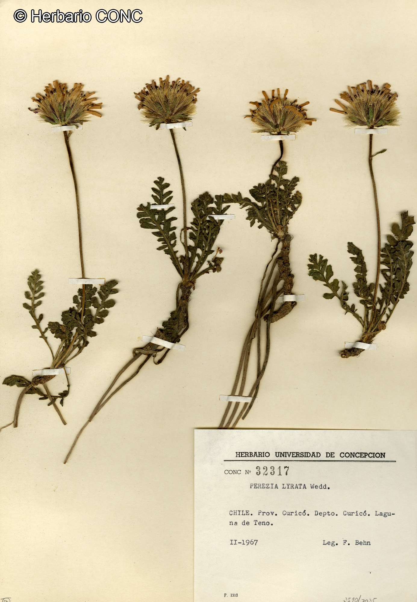 Perezia lyrata [Imagen de galería: 29754]