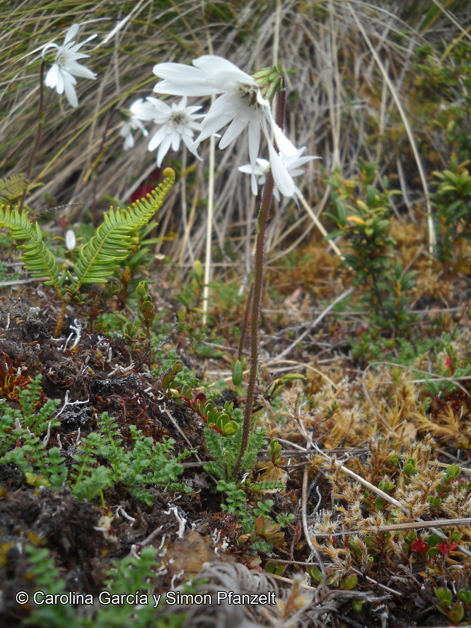 Perezia magellanica [Imagen de galería: 29755]