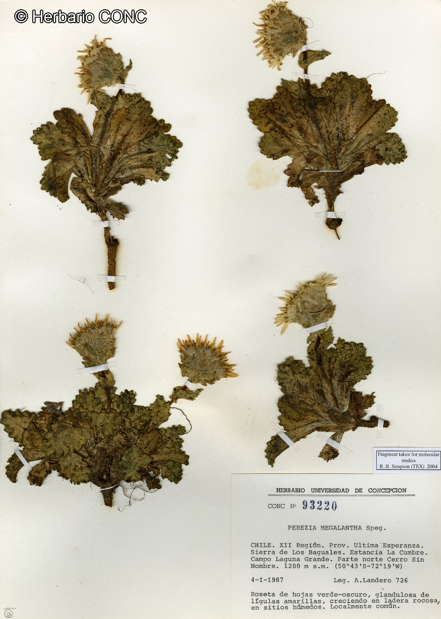 Perezia megalantha [Imagen de galería: 29756]