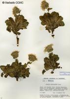 Perezia megalantha [Imagen de galería: 29756]