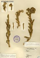 Perezia multiflora subsp. multiflora [Imagen de galería: 29757]