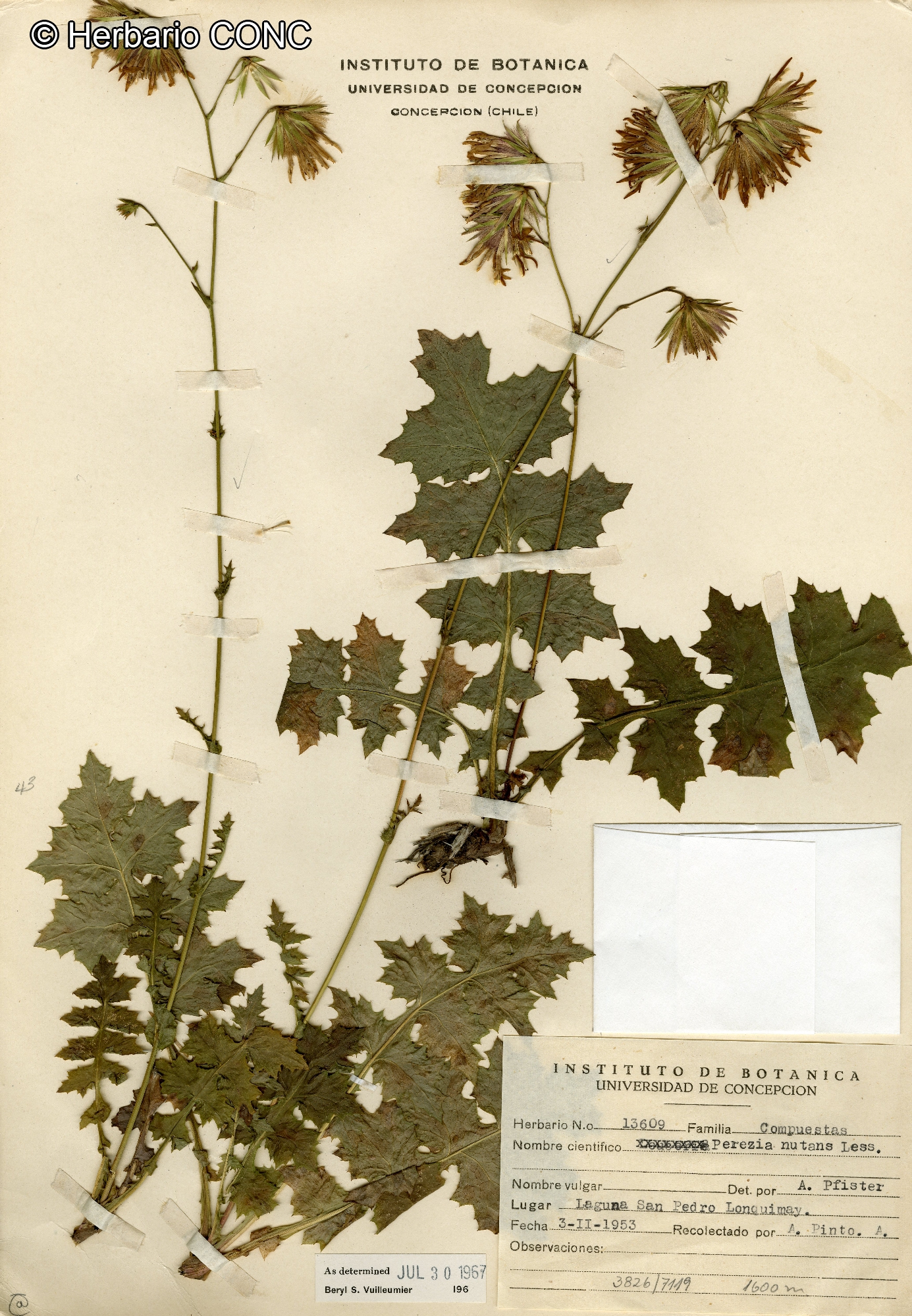 Perezia nutans [Imagen de galería: 29758]