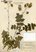 Perezia nutans [Imagen de galería: 29758]