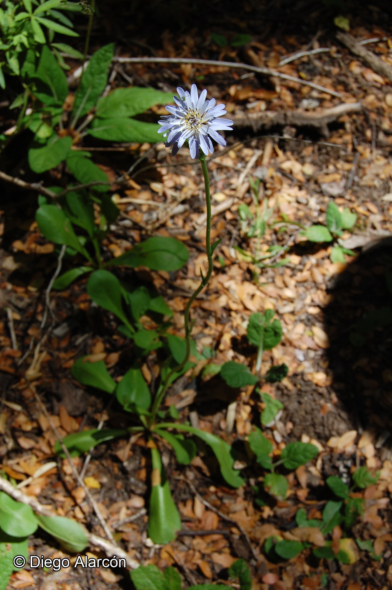 Perezia pedicularidifolia [Imagen de galería: 29759]