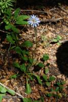 Perezia pedicularidifolia [Imagen de galería: 29759]