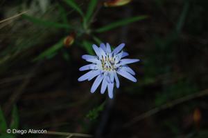Perezia pedicularidifolia [Imagen de galería: 29760]