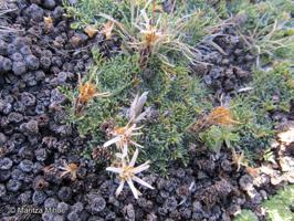 Perezia pilifera [Imagen de galería: 29761]