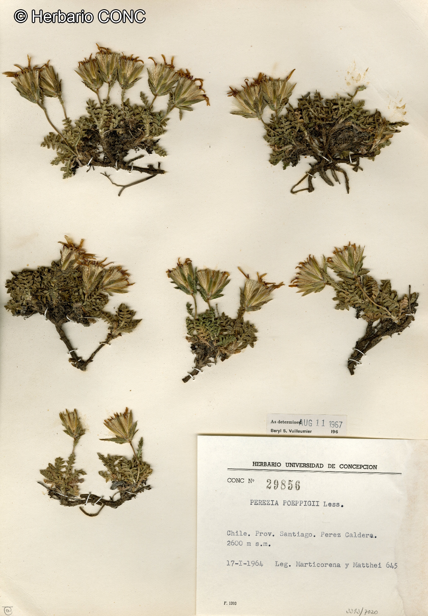 Perezia poeppigii [Imagen de galería: 29763]