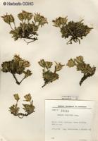 Perezia poeppigii [Imagen de galería: 29763]