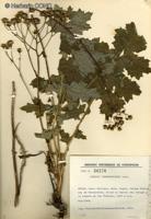 Perezia prenanthoides [Imagen de galería: 29764]