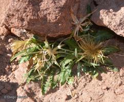 Perezia pungens [Imagen de galería: 29765]