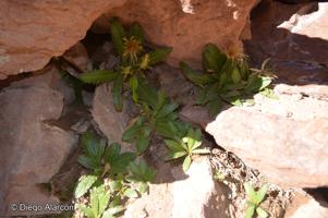 Perezia pungens [Imagen de galería: 29766]