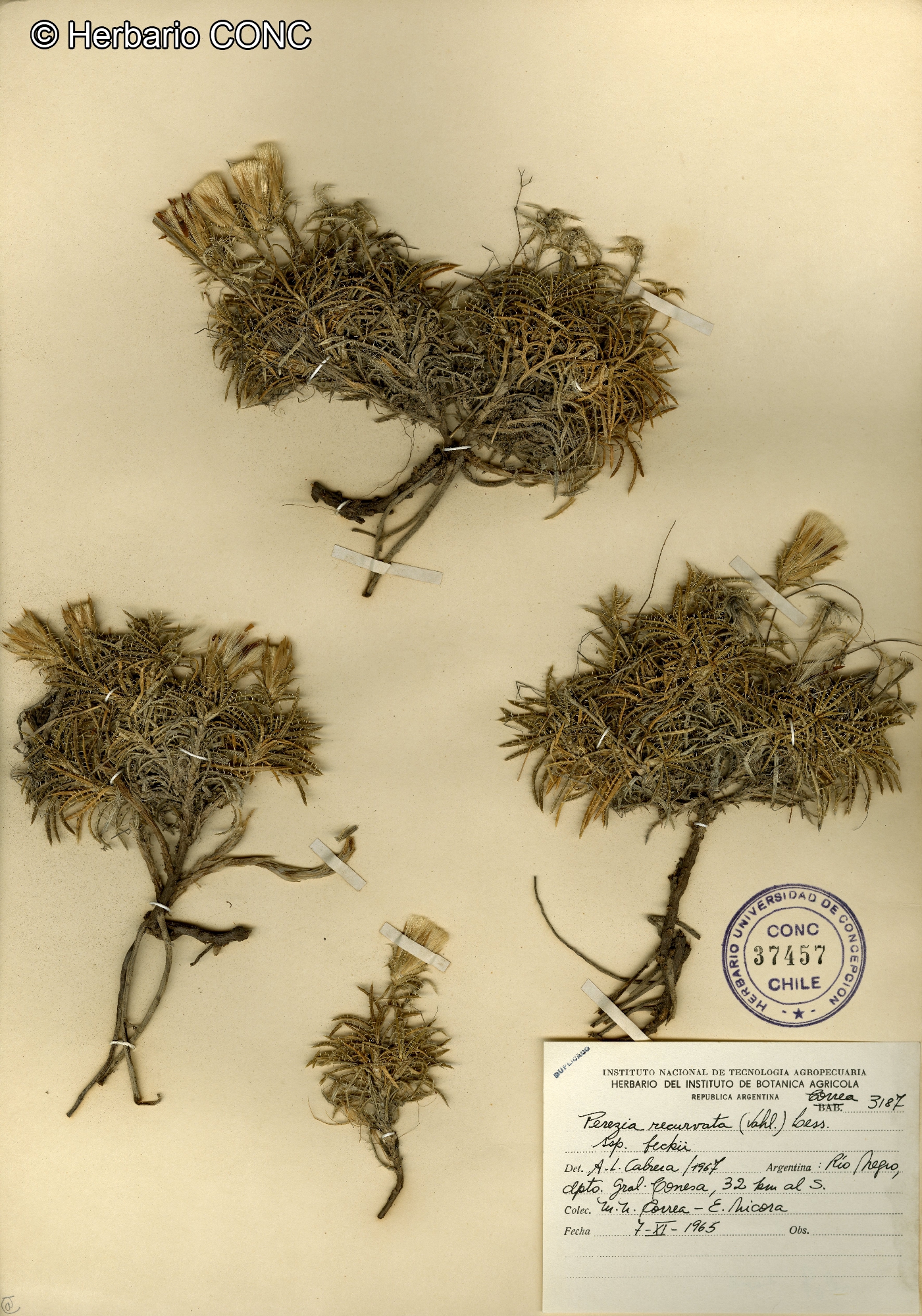 Perezia recurvata subsp. beckii [Imagen de galería: 29767]
