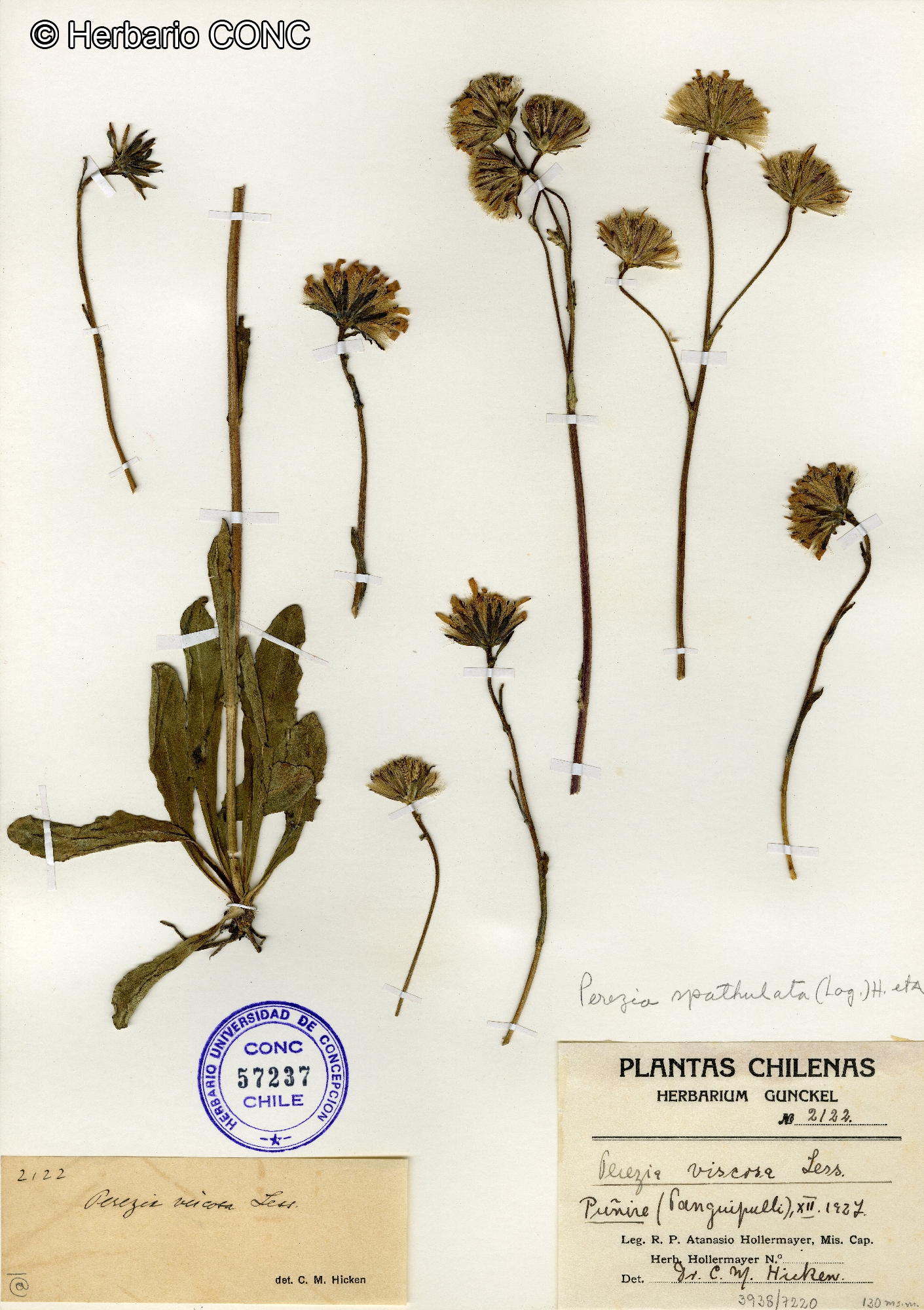 Perezia spathulata [Imagen de galería: 29768]