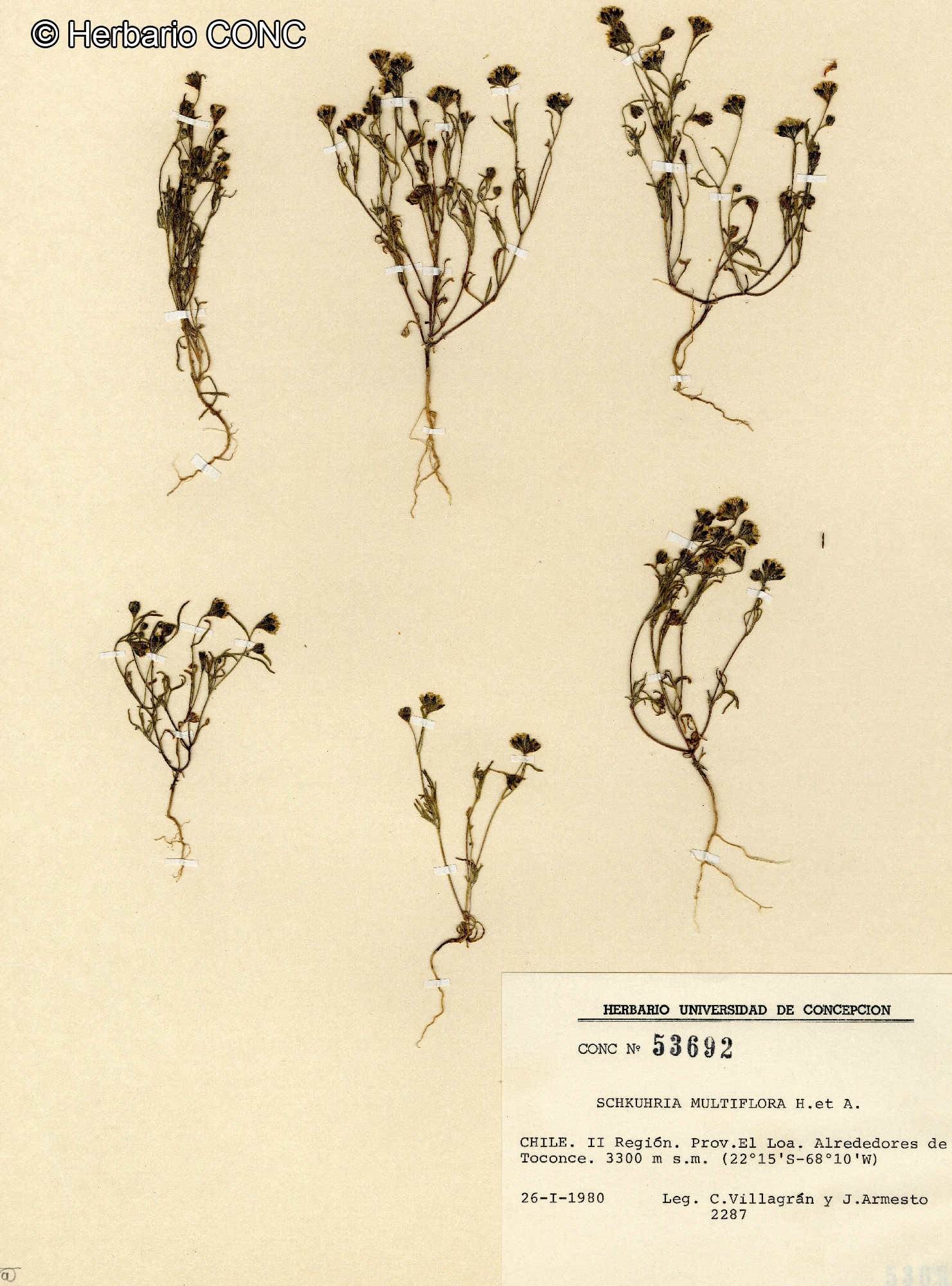 Picradeniopsis multiflora [Imagen de galería: 29770]