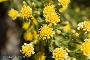 Pleocarphus revolutus [Imagen de galería: 29776]
