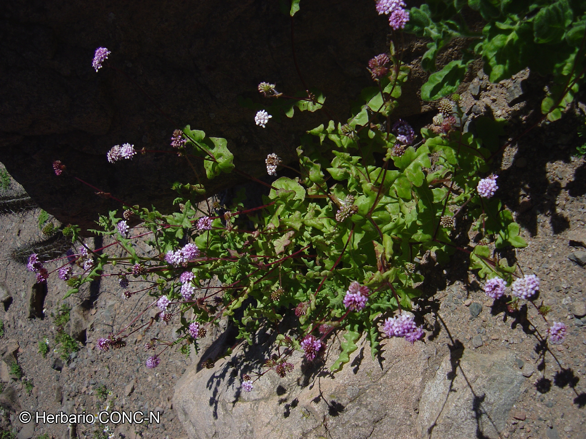 Polyachyrus annuus [Imagen de galería: 29784]