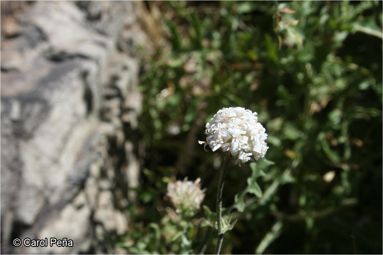 Polyachyrus carduoides [Imagen de galería: 29785]