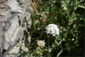Polyachyrus carduoides [Imagen de galería: 29785]