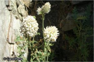 Polyachyrus carduoides [Imagen de galería: 29786]