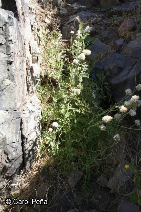 Polyachyrus carduoides [Imagen de galería: 29787]