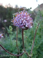 Polyachyrus sphaerocephalus [Imagen de galería: 29788]